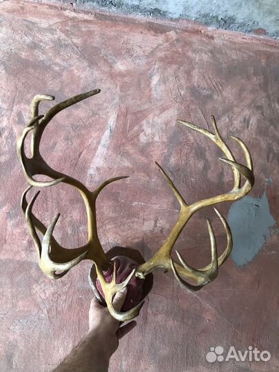 Рога оленя