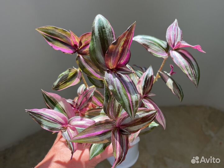 Традесканция сортовая. Обновление 12.08