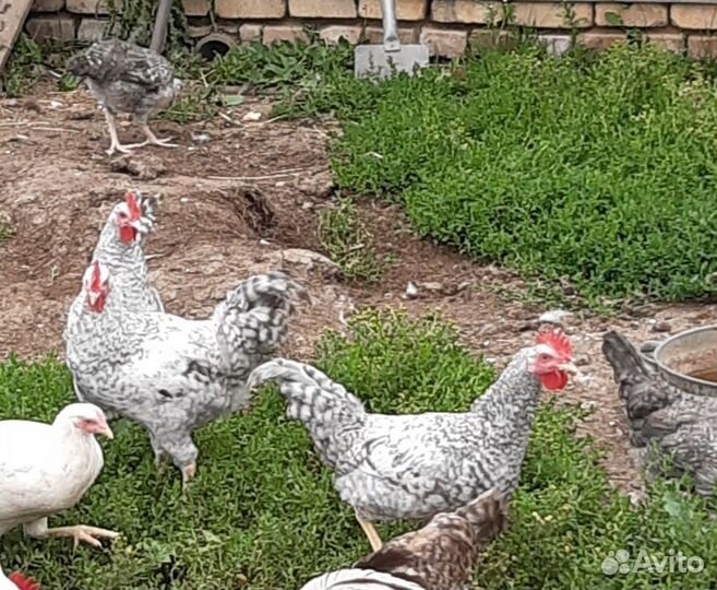 Продам петухов