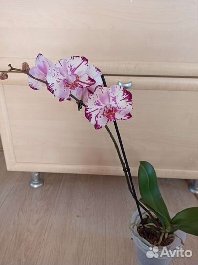 Орхидея фаленопсис