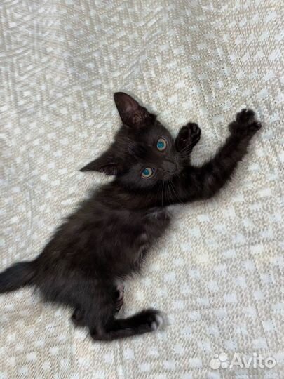 Котик в дар