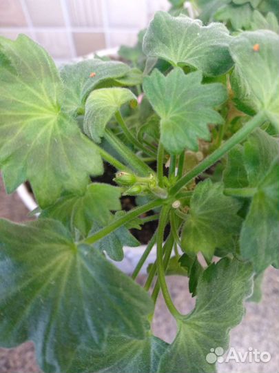 Пеларгония герань мини