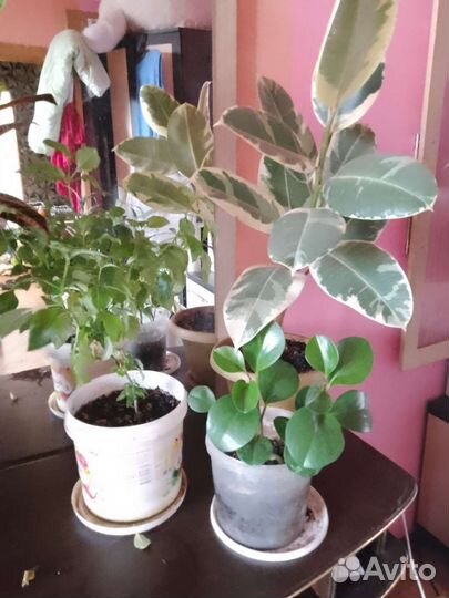 Цветы домашние