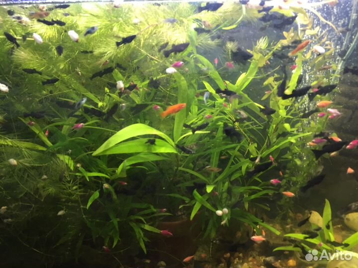 Меченосец,гуппи, моллинезия,барбус,растения