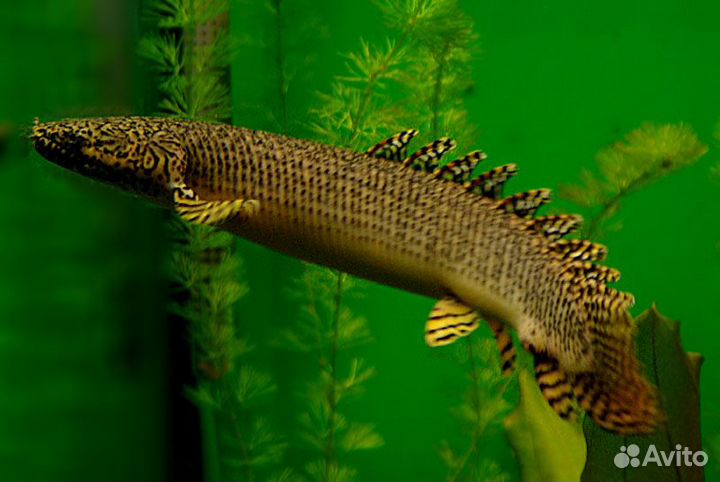 Полиптерус Орнатипинис или Многопер Конголезский