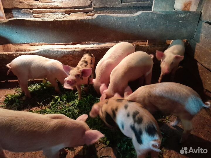 Домашние поросята