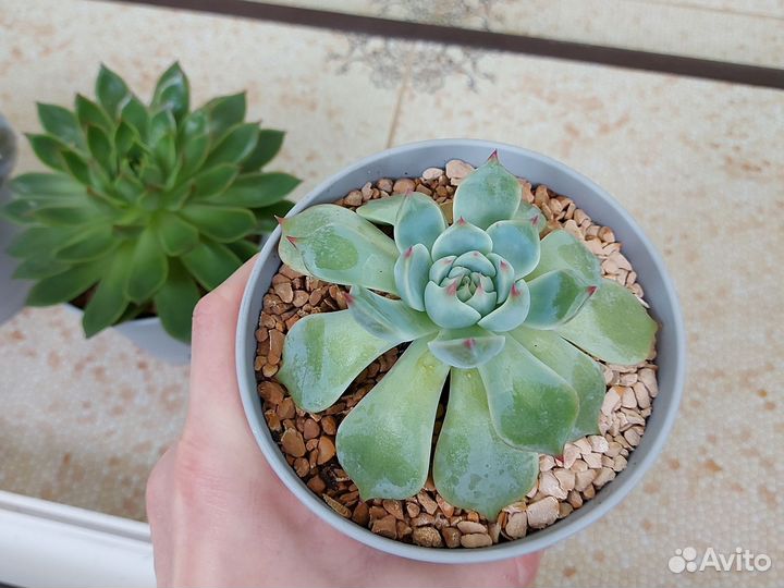 Флорариум суккуленты