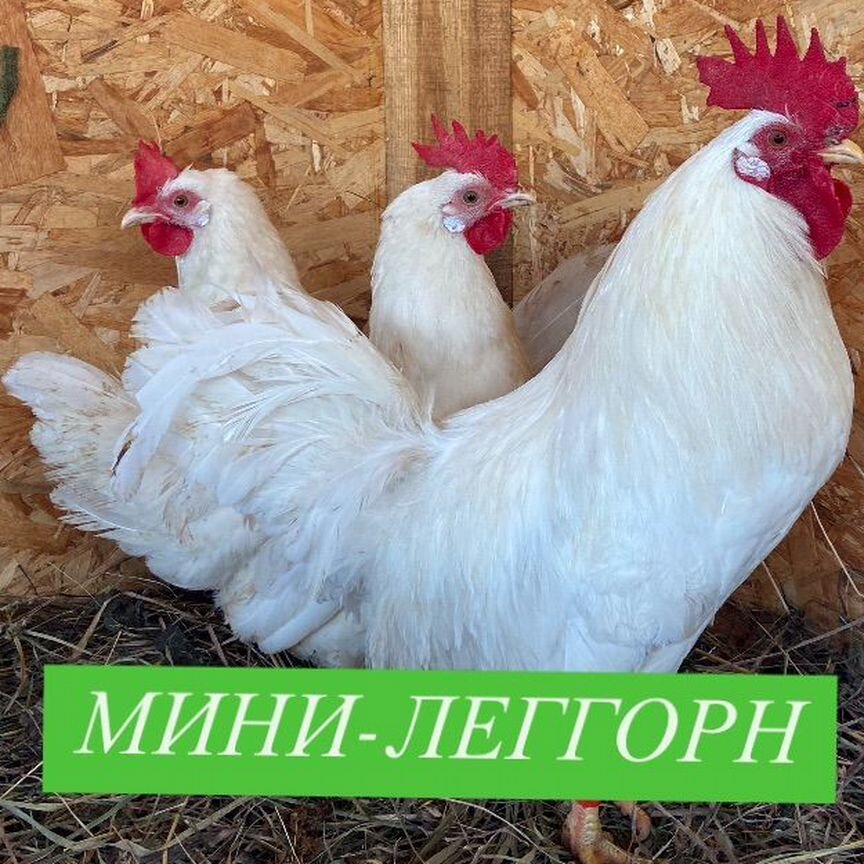 Инкубационное яйцо Мини-Леггорн В-33