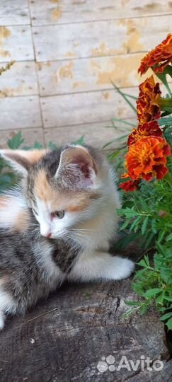Отдаём котёнка девочку