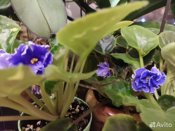 Фиалки взрослые цветушие