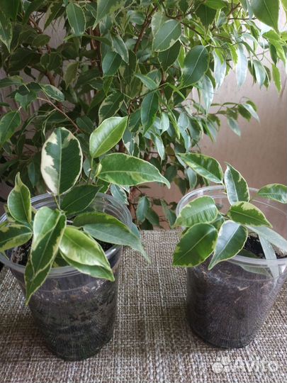 Фикус Бенджамина. Сорт Кинки