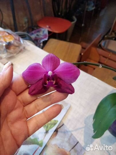 Орхидеи фаленопсис