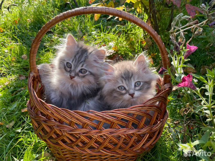 Сибирские котята