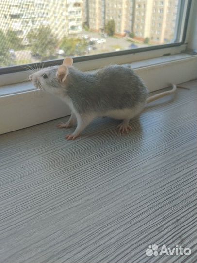 Девочки крыски в добрые руки