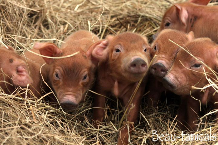 Помесьс дюрком