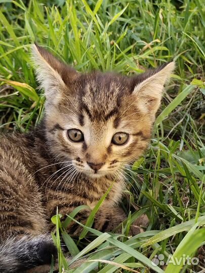 Котята вислоухие в добрые руки