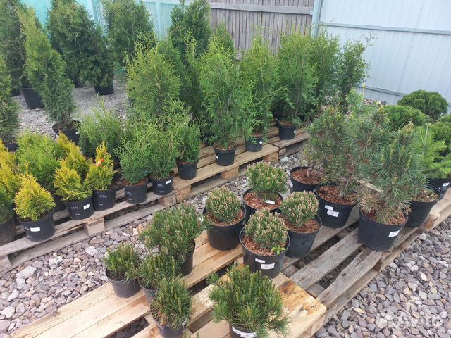 Сосна горная, ель колючая купить в Томске | Товары для дома и дачи | Авито