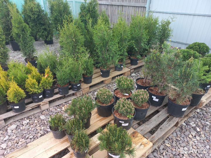 Сосна горная, ель колючая