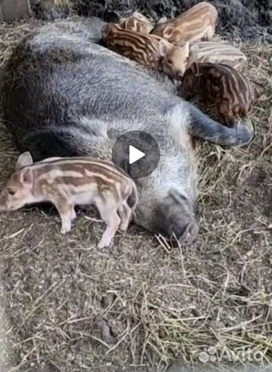 Поросята дикого кабана и взрослые свиньи