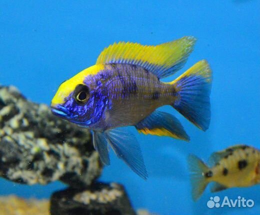 Мальки цихлид