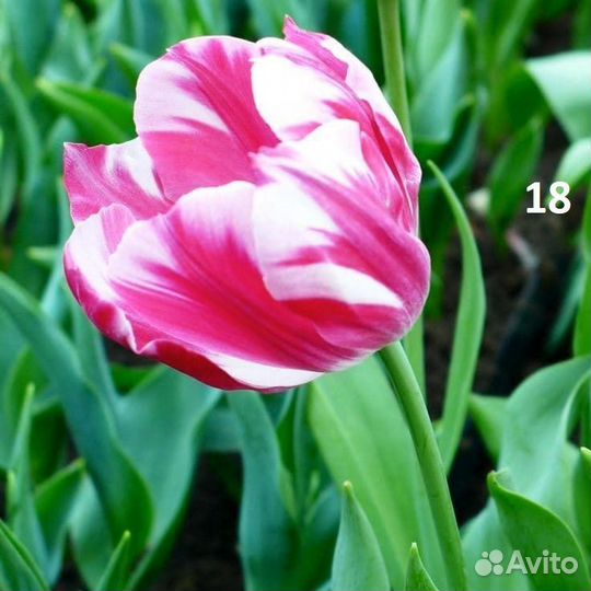 Крокусы,гладиолусы,аллиум,тюльпаны и др