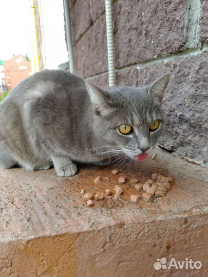 Кошка бездомная серая