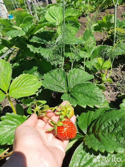 Рассада клубники Лорд, Хонда, Альба