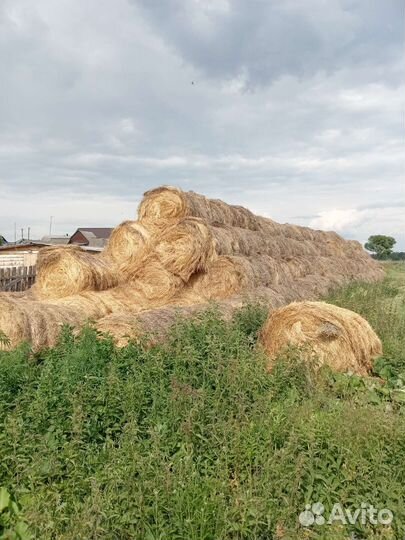 Продам сено в рулонах в тюках