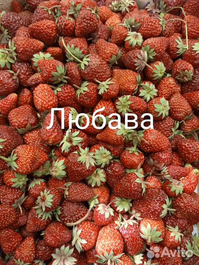 Клубника, малина, ежевика