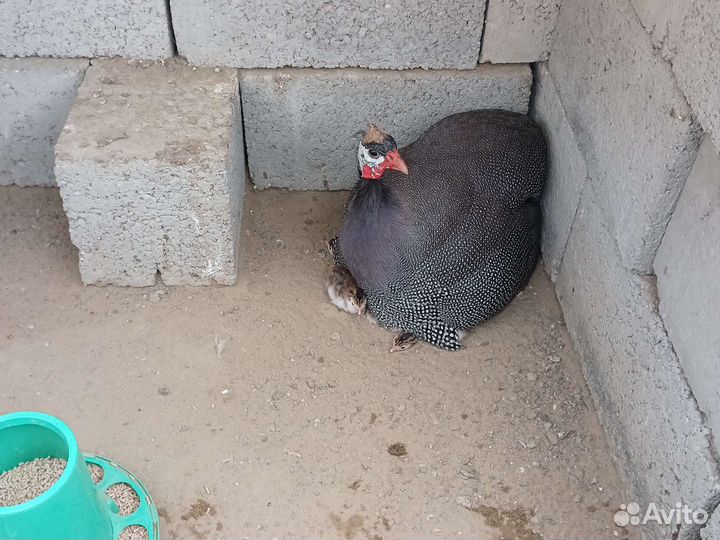 Яйцо цесарок и цесарята