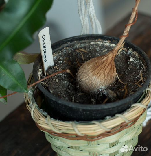 Петопентия наталенсис каудексная лиана суккулент