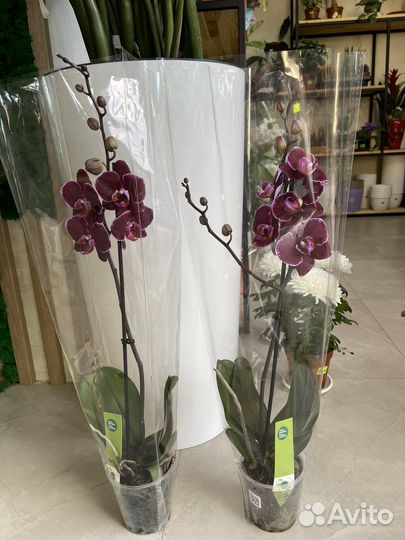 Орхидея фаленопсис