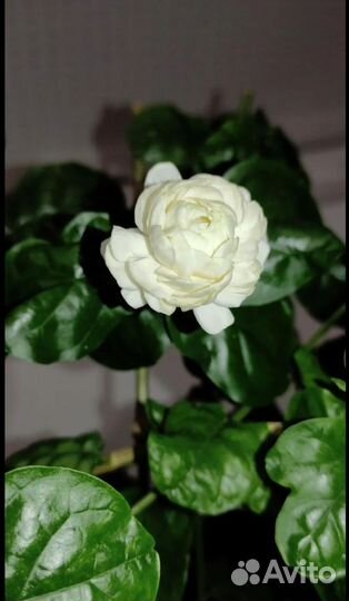 Бугенвилия Mini Tai variegata