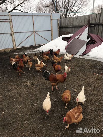 Инкубационное яйцо