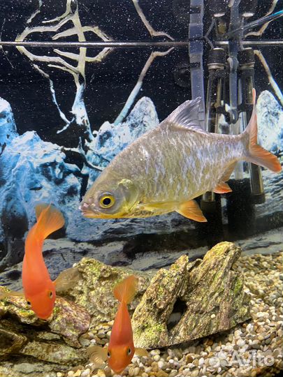 Аквариумные рыбки