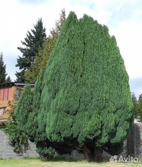 Кипарис, кипарисовик, разные виды, семена