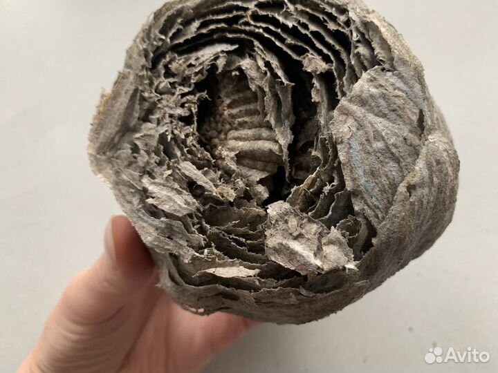 Гнездо осиное от диких ос Свежий осиный улей