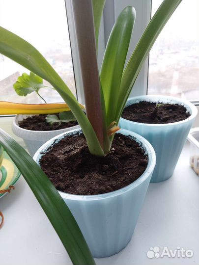 Гиппеаструм