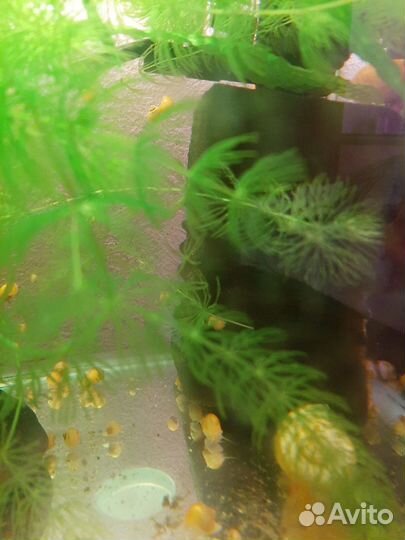 Продам ампулярий