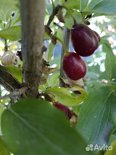 Кизил, деревья, 3 года, начали плодоносить 1 год