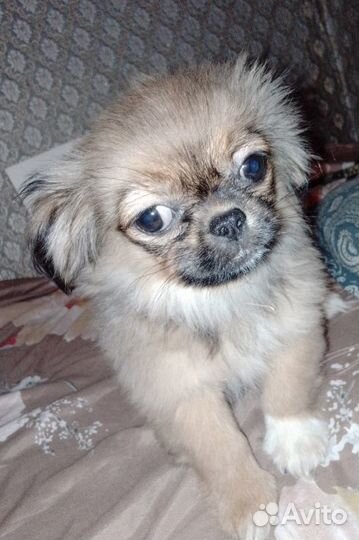 Продам щенков пикенеса