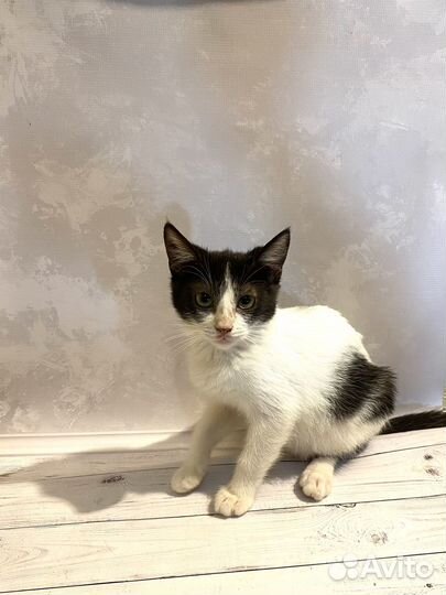 Котята бесплатно