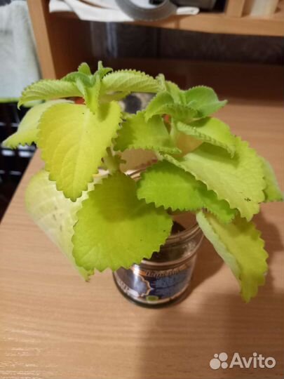 Домашняя ароматная мята