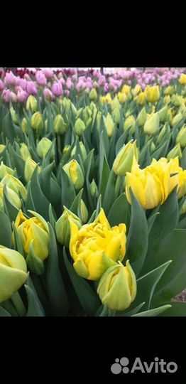 Луковицы тюльпанов для выгонки мелким оптом