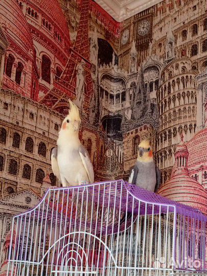 Попугаи корелла с клеткой