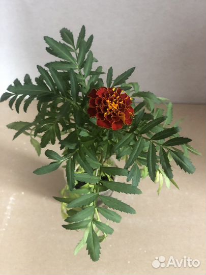 Рассада перцев,баклажанов