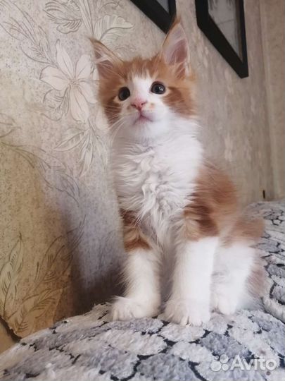 Котята мейн-кун