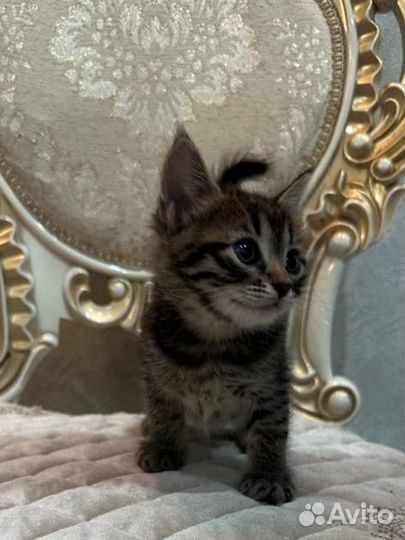 Котёнок девочка