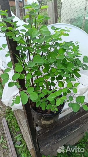 Снежноягодник розовый