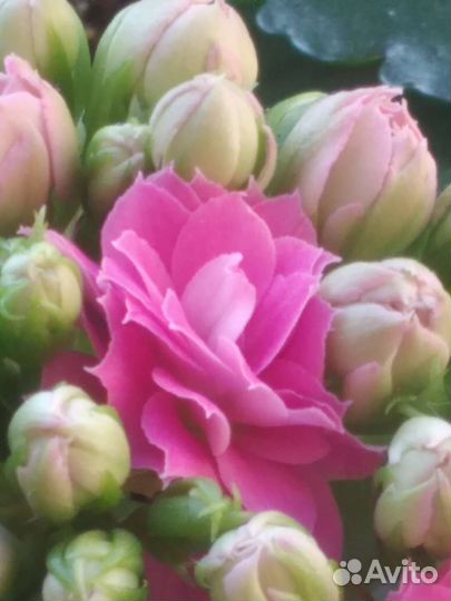 Комнатные цветы,каланхое